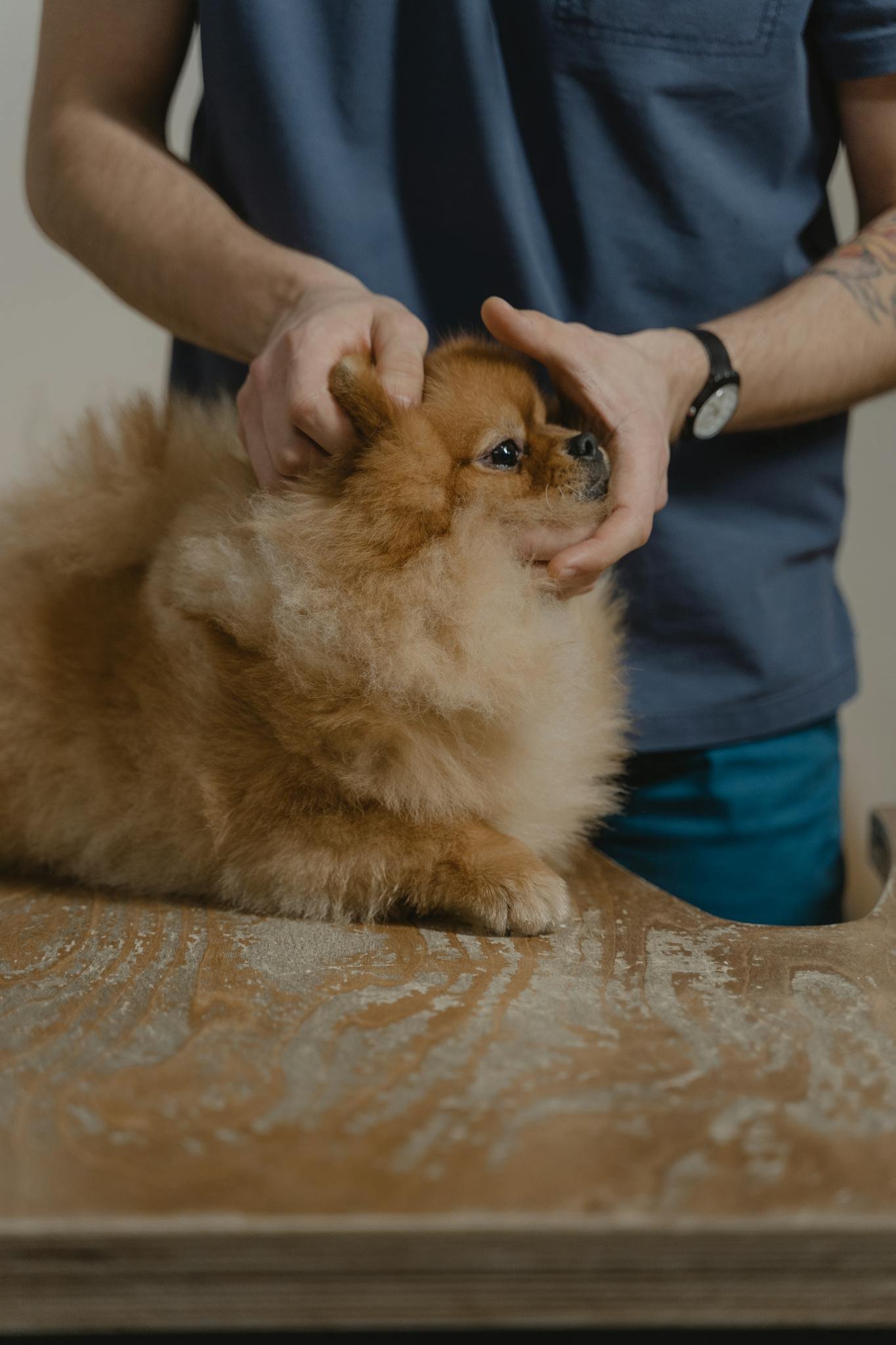 A fluffy Pomeranian dog being examined by a veterinarian indoors.
