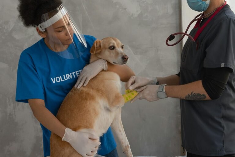 A volunteer assists a veterinarian in caring for a dog inside a clinic.